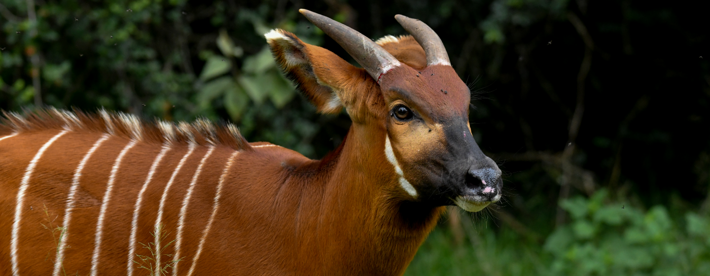 5 more critically endangered Mountain Bongos released into the wild in ...