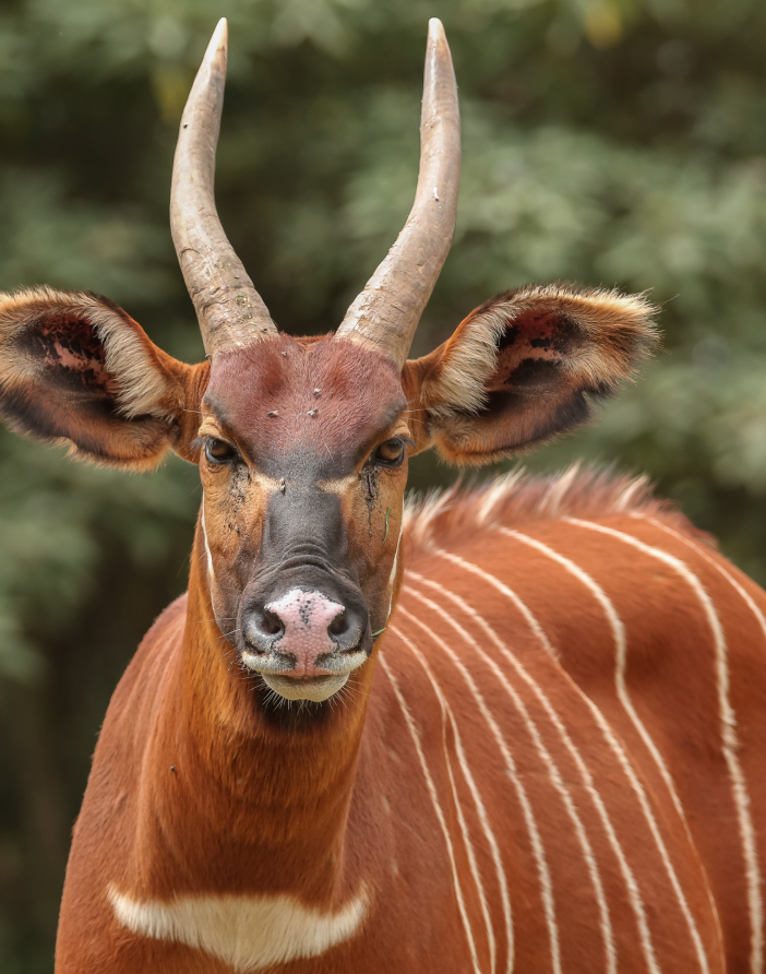 Mount Kenya Wildlife Conservancy